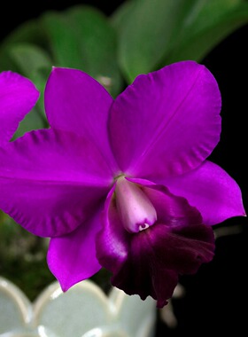 番茄雅韵堂Rlc.Chialin Red Cat 红猫 中矮卡特兰花洋兰