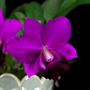 番茄雅韵堂Rlc.Chialin Red Cat 红猫 中矮卡特兰花洋兰