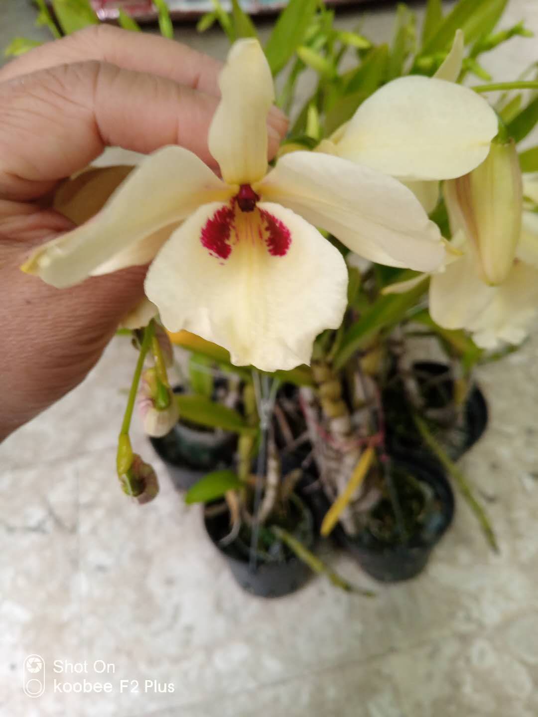 番茄雅韵堂 den. albosanguineum 血喉石斛原种石斛兰花洋兰