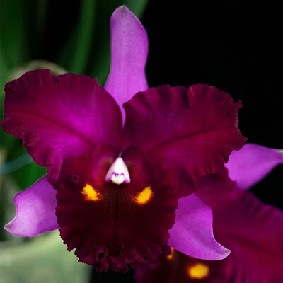 雅韵堂兰花阳台包邮大花卡特兰香