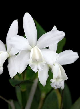 番茄雅韵堂C.intermedia fma alba高种白英特原种卡特兰花洋兰