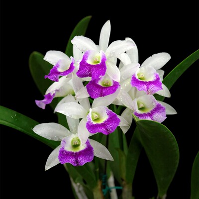 雅韵堂兰花阳台花园卡特兰