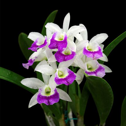番茄雅韵堂  Bc.Hawaii Stars‘Only One’安利旺勤花卡特兰花