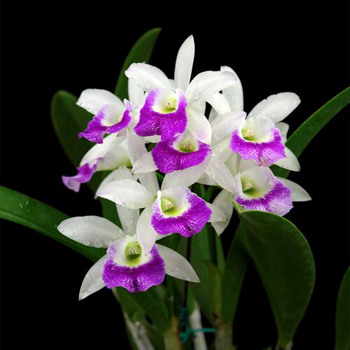 雅韵堂兰花阳台花园卡特兰