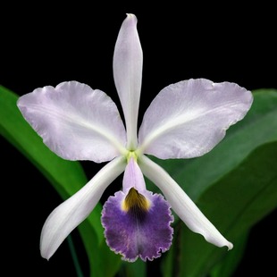 番茄雅韵堂C. warneri coerulea 'joho miguel 米格尔原种卡特兰