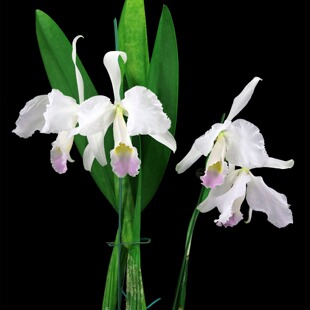 番茄雅韵堂C.trianaei amesiana桃花特利原种卡特兰花阳台洋兰香