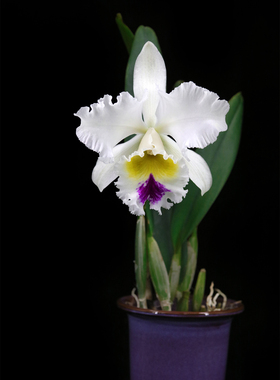 番茄雅韵堂包邮Rlc. Liou Hope 南球大花浓香卡特兰花阳台洋兰