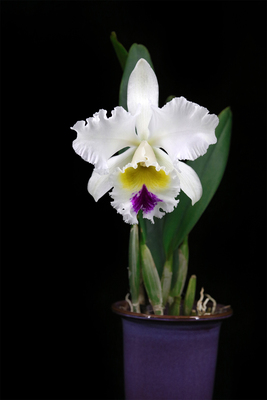 巨大花卡特兰花雅韵堂阳台包邮香