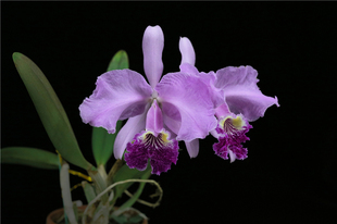 番茄雅韵堂 C. lueddemanniana'粉色雅韵堂路德原种卡特兰