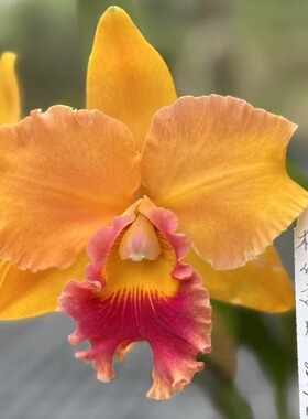 番茄雅韵堂Rlc.Duh's Pride X Rth.Duh's Smile杜氏月亮0209I卡特