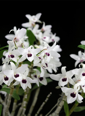 番茄雅韵堂Den.  Cassiope x moniliforme 白花红心早花春石斛