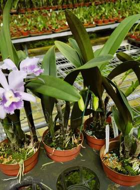 番茄雅韵堂Rth.Hsinying Bluejay'Blue Taiwan台湾蓝卡特兰花洋兰