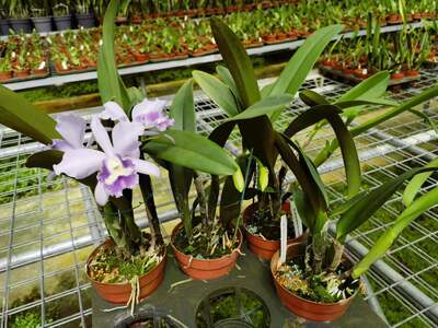 雅韵堂兰花阳台花园包邮卡特兰