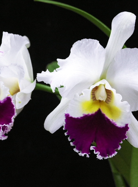 番茄雅韵堂Rlc. Chian-Tzy Lass‘Giant’'千娇卡特兰兰花洋兰