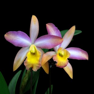 Bridge 番茄雅韵堂Rct. Rainbow Crystal 彩虹桥卡特兰花 Mikawa