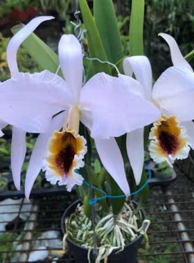 番茄雅韵堂 C. percivaliana coerulea'KS蓝帕西原种卡特兰花洋兰