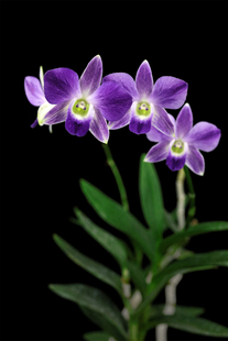 Den. Chong Sonia Bertha 蓝泼墨石斛兰花洋兰 番茄雅韵堂艳后