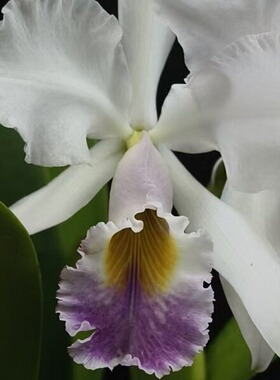 番茄雅韵堂 花名:C.gaskelliana