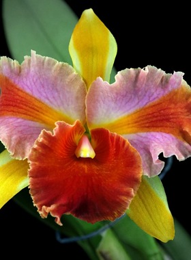 番茄雅韵堂Rlc. Amazing Thailand魔术师泰国大花卡特兰花洋兰香