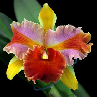 番茄雅韵堂Rlc. Thailand魔术师泰国大花卡特兰花洋兰香 Amazing