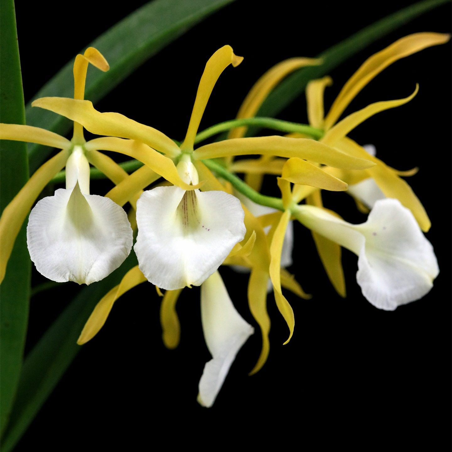 番茄雅韵堂c.tenebrosa X B.subulifolia暗色X锥叶白拉索卡特兰花,鲜花速递/花卉仿真/绿植园艺,国兰/杂交兰/洋兰类,淘宝优惠券,粉丝福利购,淘宝优惠卷