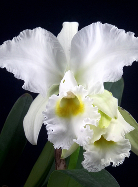 番茄雅韵堂C.jenmanii ‘FuchsSnow’雪花杰玛妮原种卡特兰花洋兰