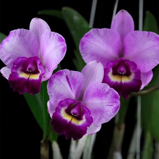 番茄雅韵堂Rlc.Chien Beauty紫玫瑰中矮多花型卡特兰花香