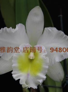 番茄雅韵堂 Rlc. Mahino Yahiro'Ulli' 白优丽大花卡特兰花洋兰