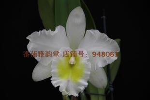 Ulli 番茄雅韵堂 Yahiro Mahino 白优丽大花卡特兰花洋兰 Rlc.