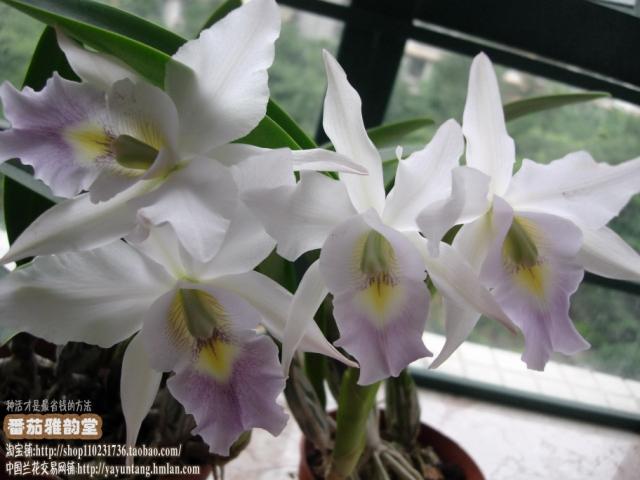 番茄雅韵堂（ nobilior coerulea Xanceps coerulea ）阿诺卡特兰