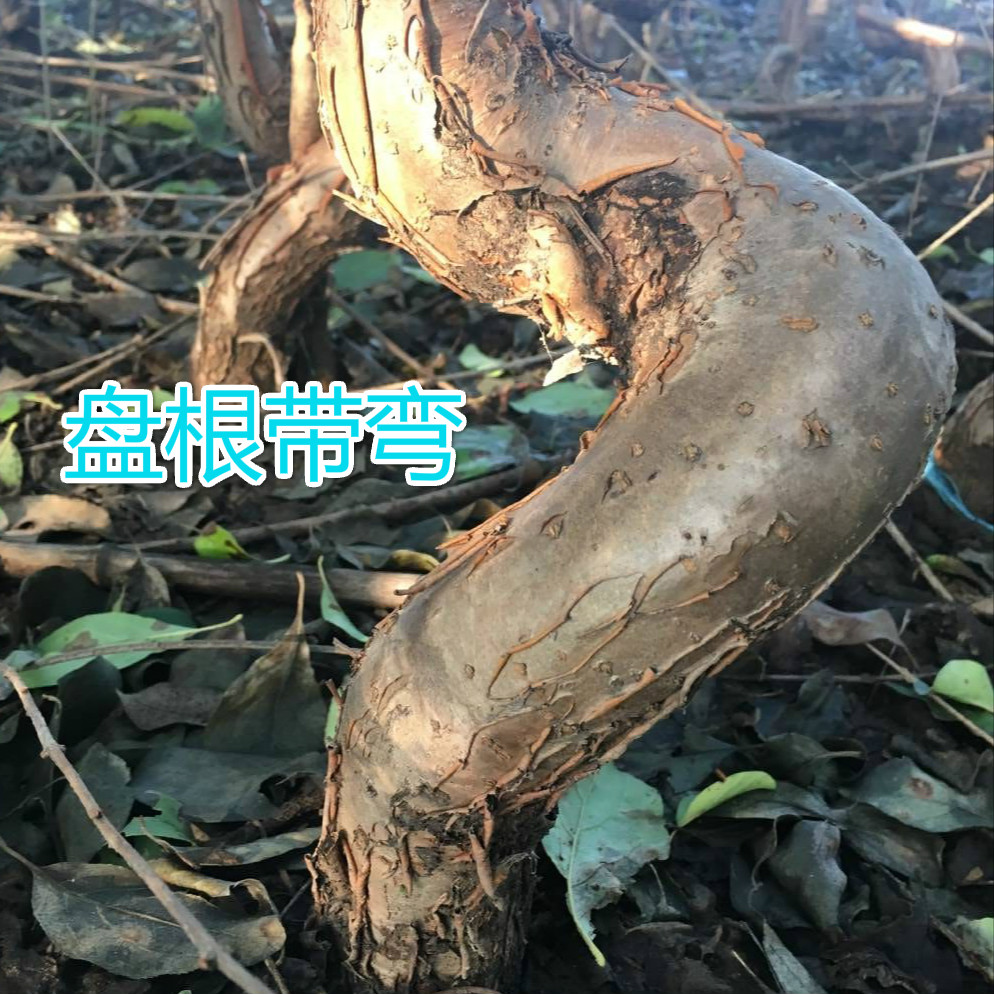 5-8厘米粗5年苗流苏油根子嫁接桂花的砧木矮杆高杆直杆盘根带弯