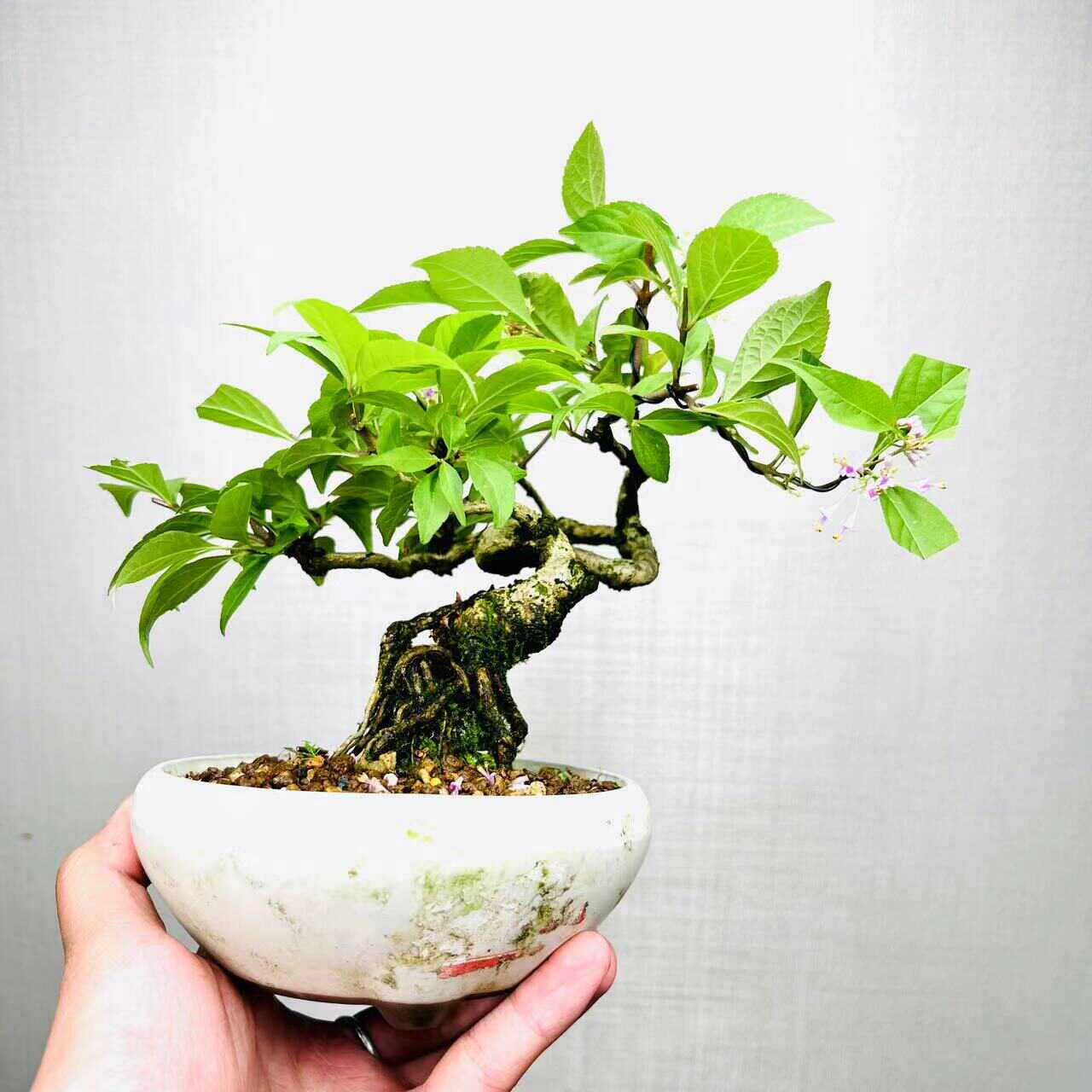 中国记忆盆景紫珠盆景老桩造型小盆景高档次室内迷你盆栽一物一拍