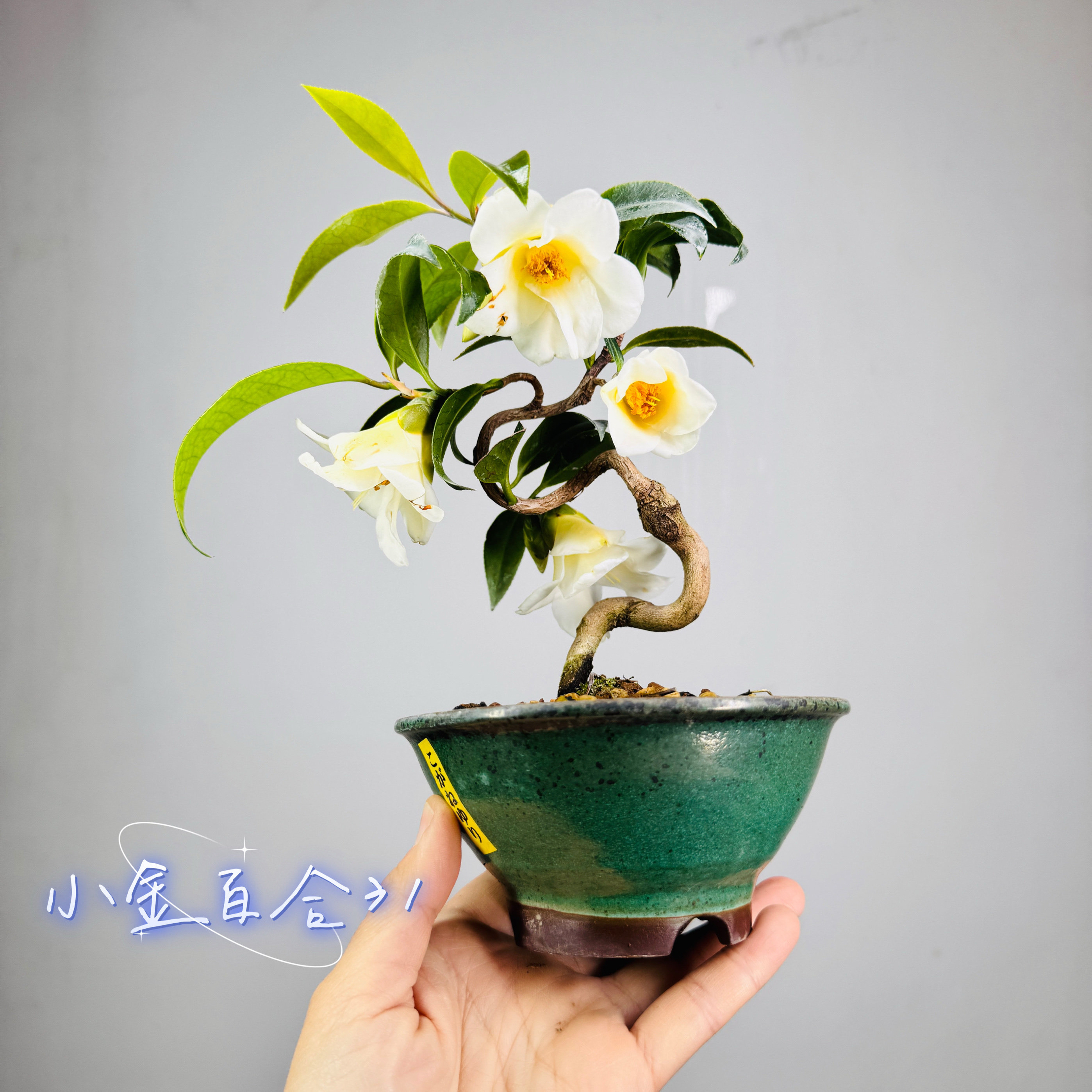 中国记忆盆景茶梅盆栽小金百合进口现货一物一拍