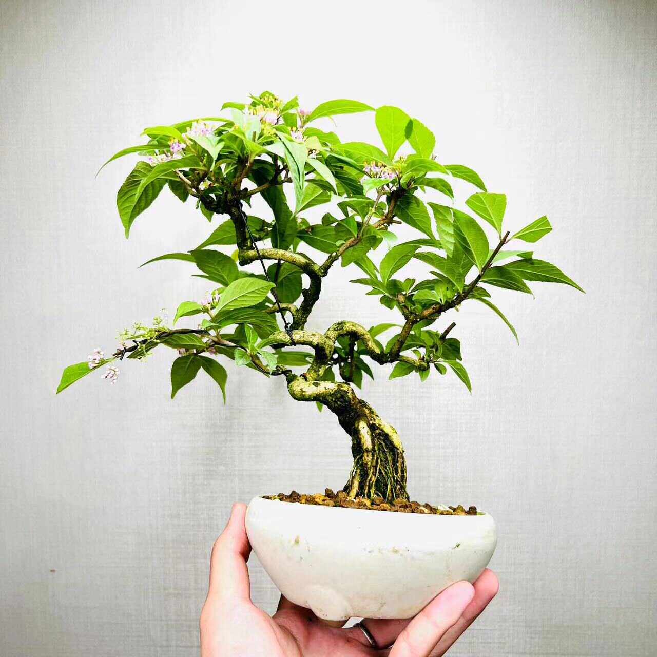 厂家小叶爬藤老桩耐寒造型盆栽