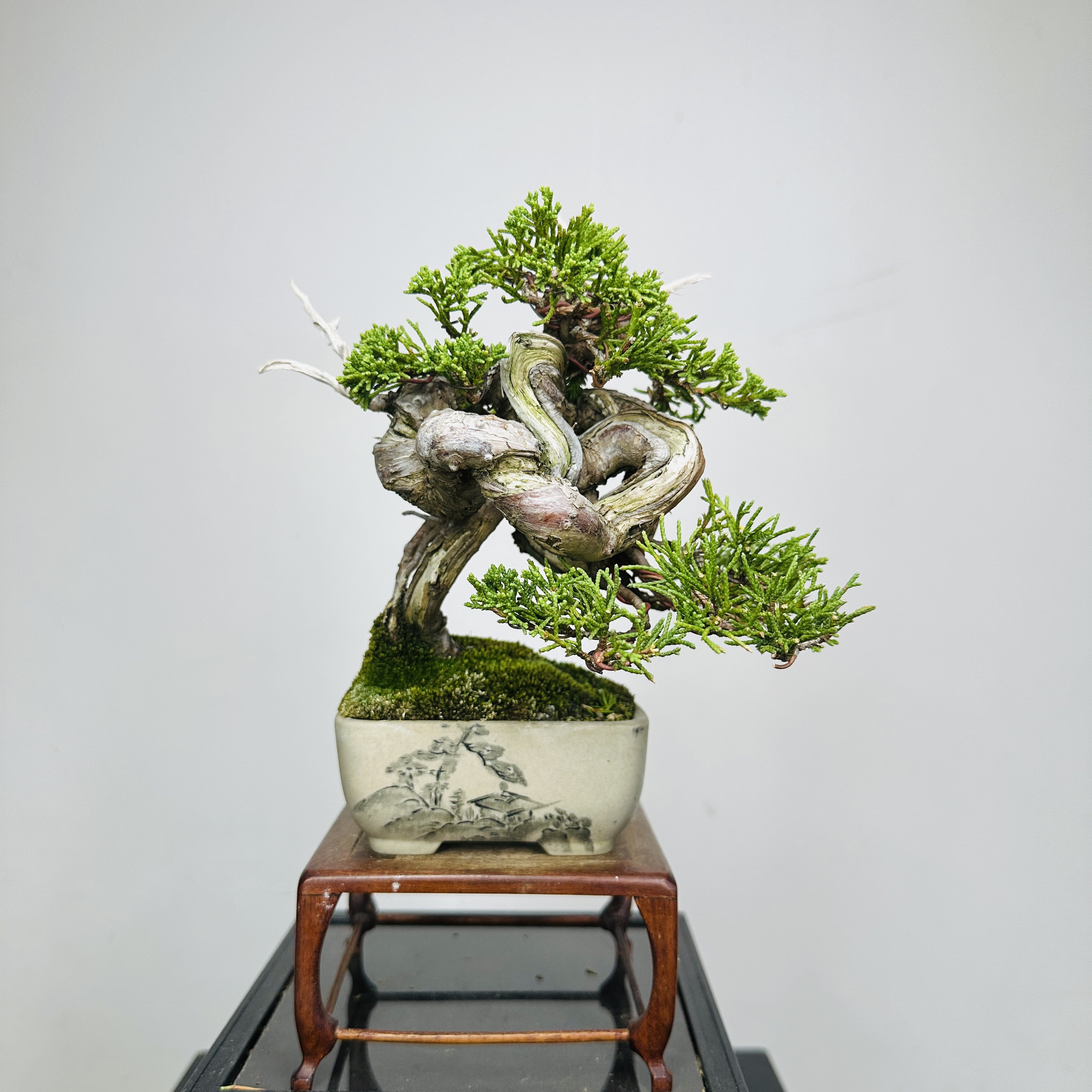 中国记忆盆景系鱼川真柏微型小品盆景盆栽出品植摆件进口现货
