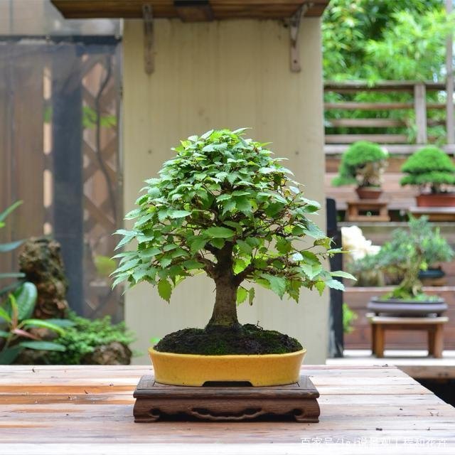 中国记忆盆景榉树2024年秋季,鲜花速递/花卉仿真/绿植园艺,造型盆景,淘宝优惠券,粉丝福利购,淘宝优惠卷