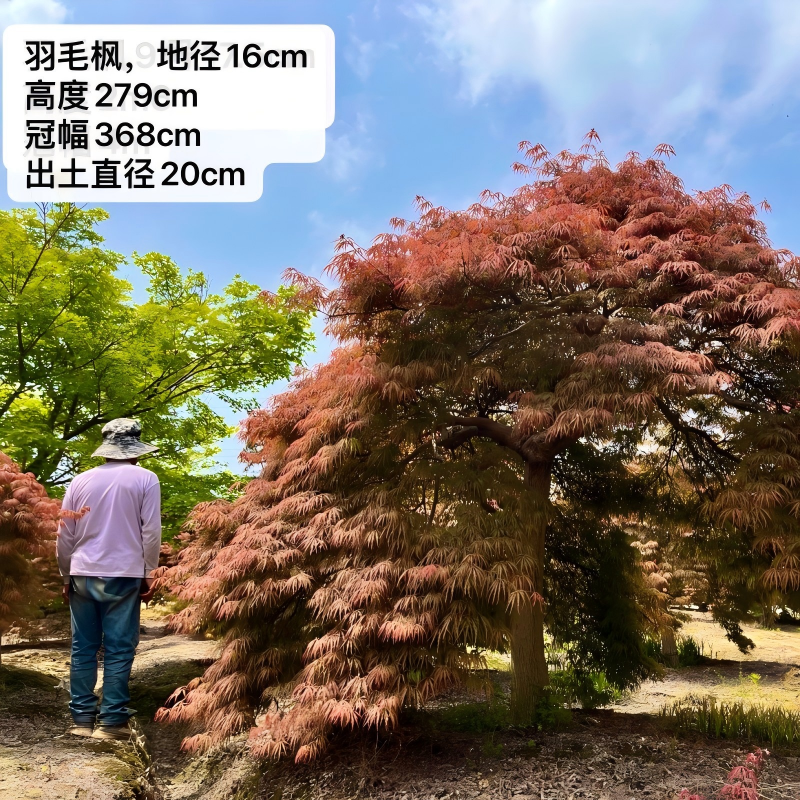中国记忆盆景大型地栽羽毛枫日本原生红羽毛枫庭院别墅造型大树