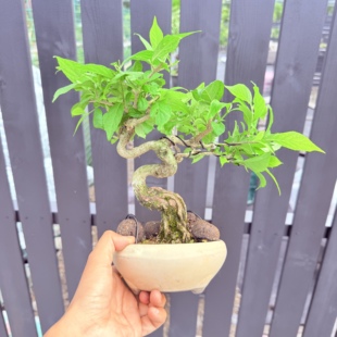 中国记忆盆景紫珠盆景花果小品老桩进口现货