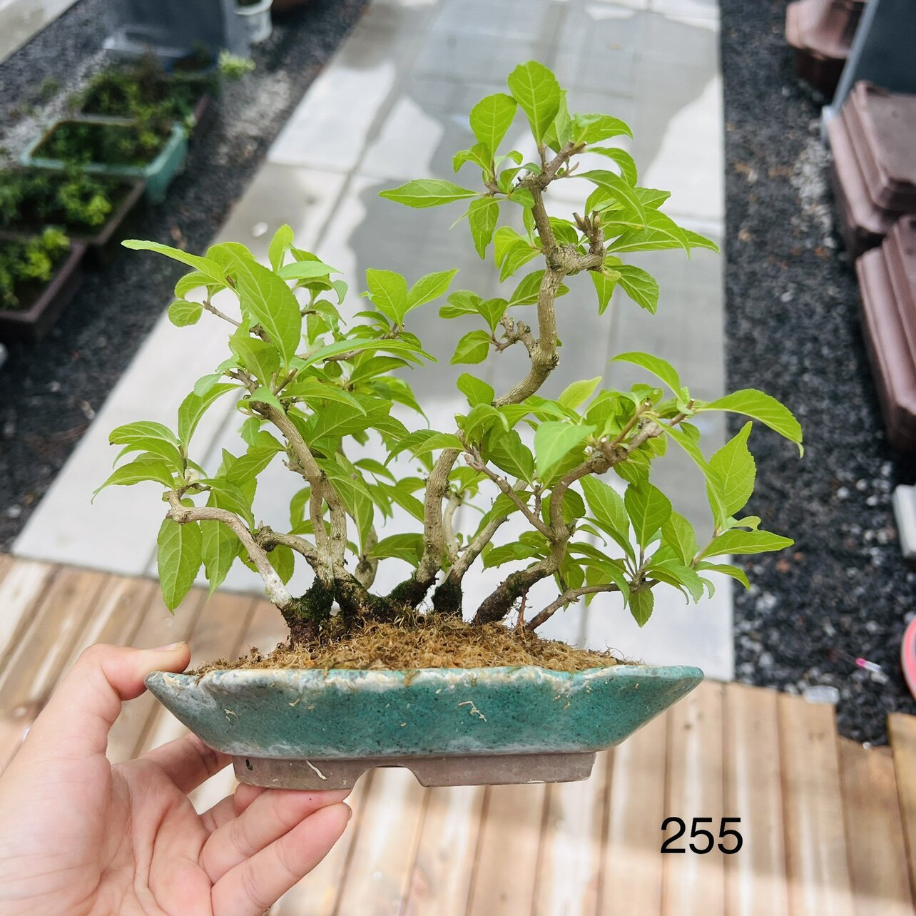 紫珠丛林盆栽紫果开花结果