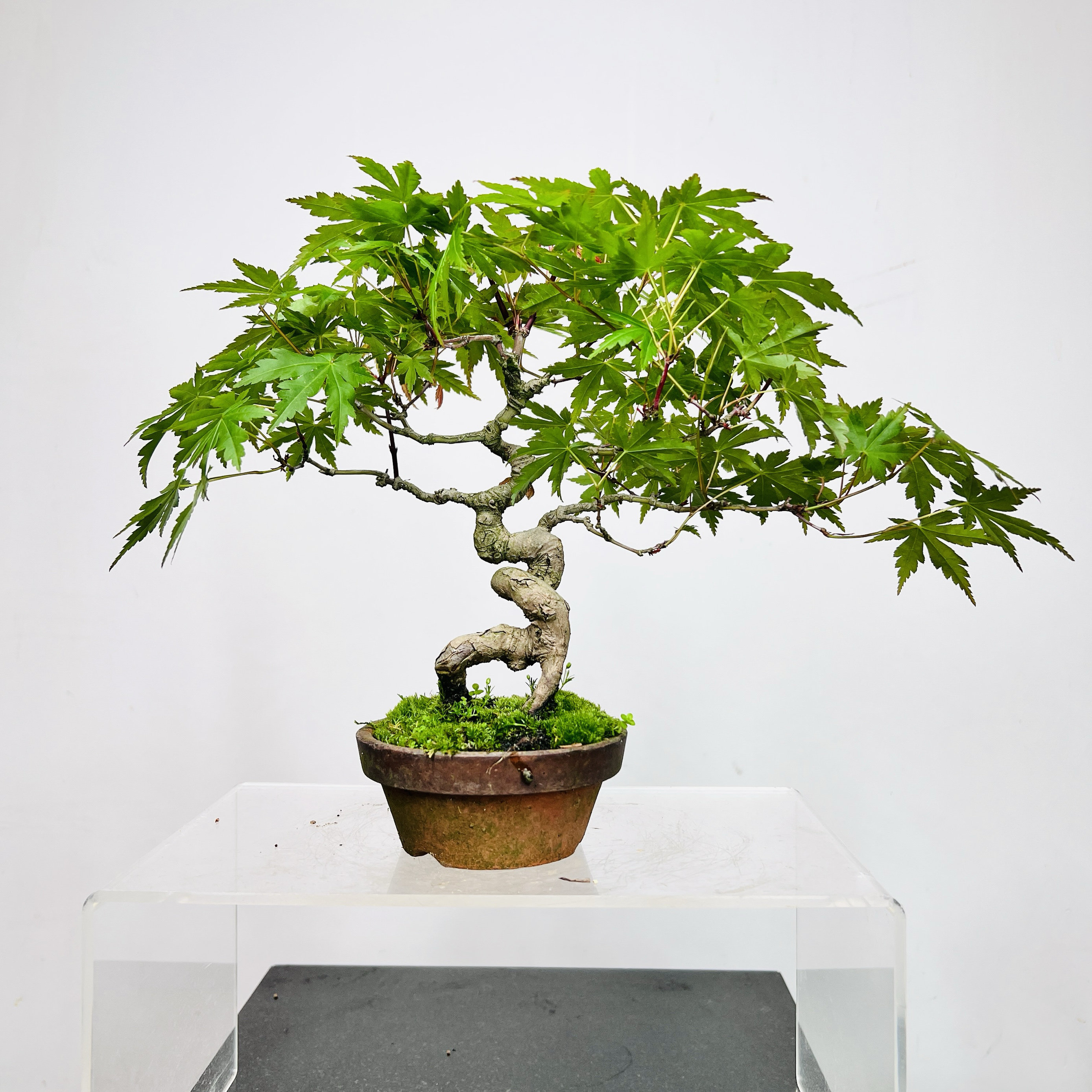 中国记忆绿植盆景无砍头山红叶实生小品微型日本进口现货