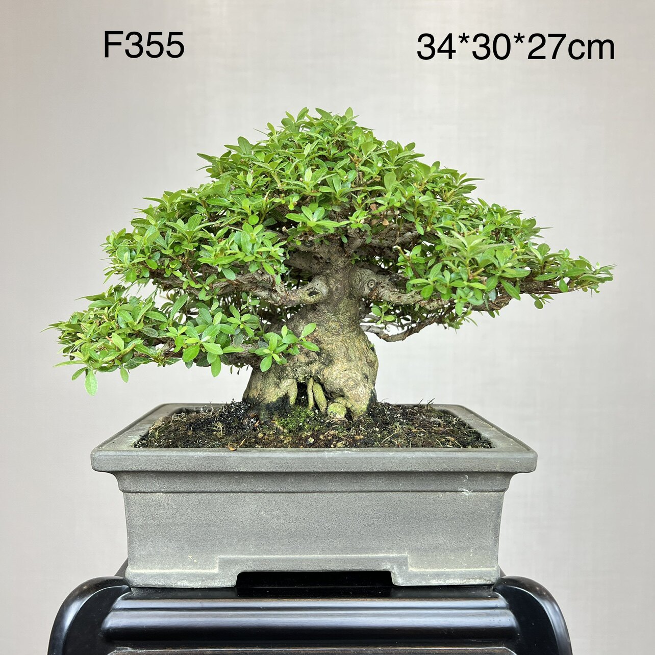 明美之月日本进口绿植带花盆现货