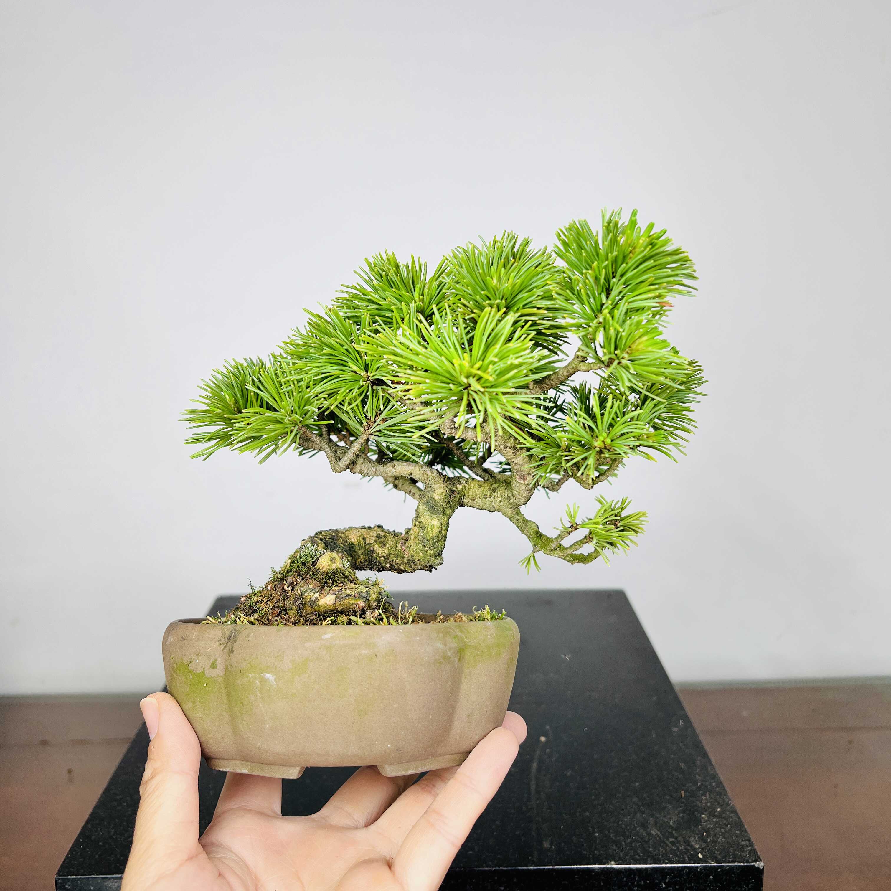 阳台茶室老桩矮霸松树盆景植物