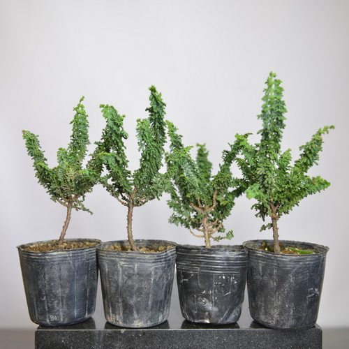 桧石化销量排行榜-桧石化品牌热度排名- 小麦优选