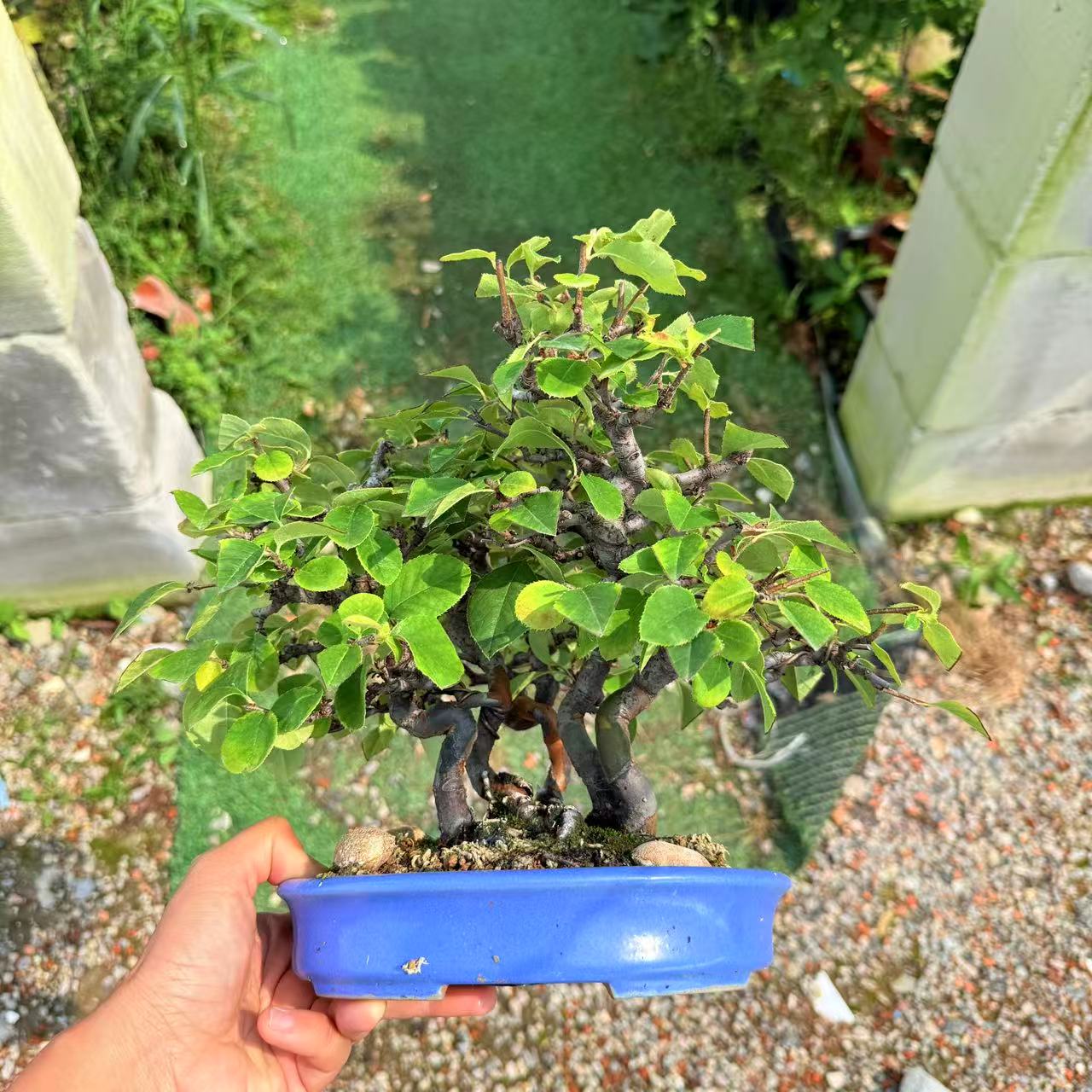 中国记忆盆景花梨盆景进口现货花果盆栽造型盆景