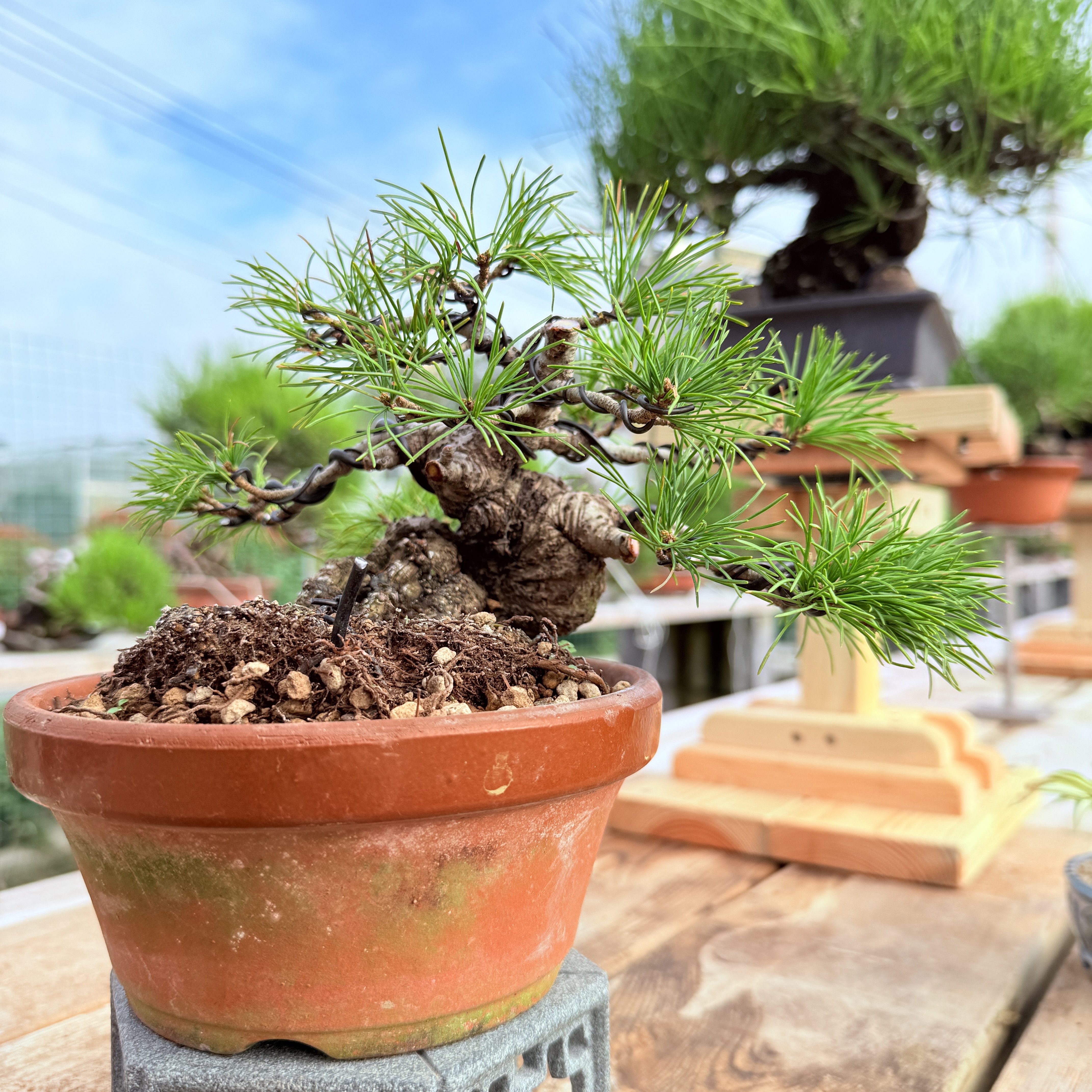 中国记忆盆景进口实生籽播那须盆景二瓶先生制作小型盆景一物一拍
