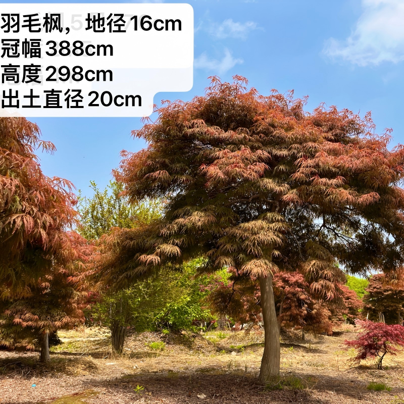 中国记忆盆景大型地栽羽毛枫日本原生红羽毛枫庭院别墅造型大树