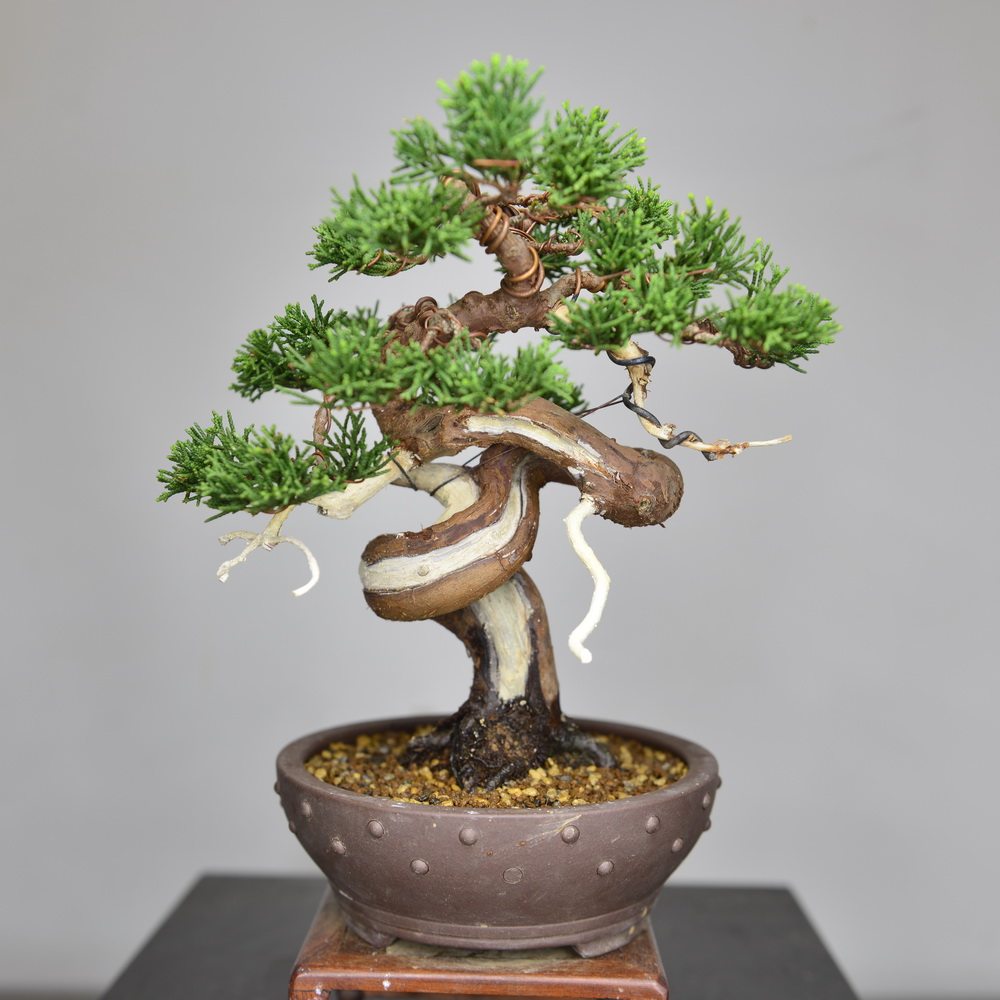 中国记忆 系鱼川真柏第二十八回盆景教学作品 掌柜朱剑鸣制作