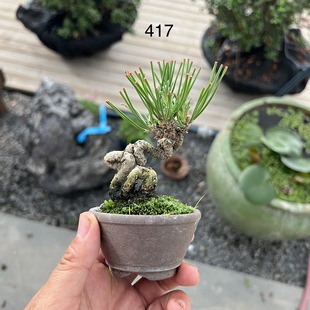 中国记忆日本三河黑松小黑417号金龙狂舞小品微型迷你盆景进口