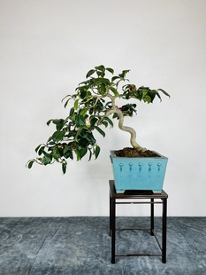 中国记忆茶梅出云大社中品悬崖临水进口现货