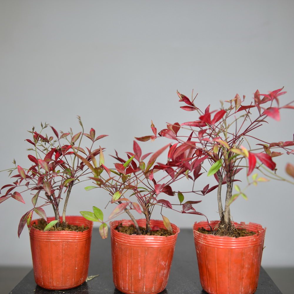 红叶草价格 红叶草图片 星期三